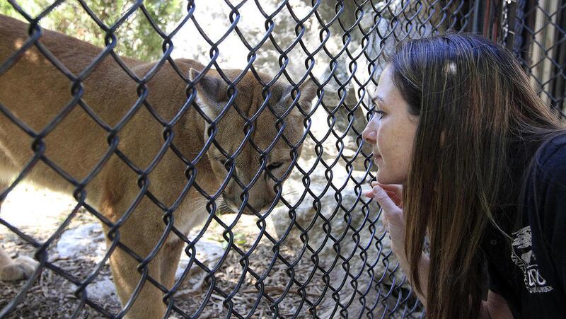 In this Friday, June 8, 2012 photo, Megan-Kate Ferguson, curator of animal development and training at the Cincinnati Zoo and Botanical Gardens, takes a look at Joseph, a cougar she trained. Ferguson is the zoo’s version of Dr. Dolittle, “talking” to anim