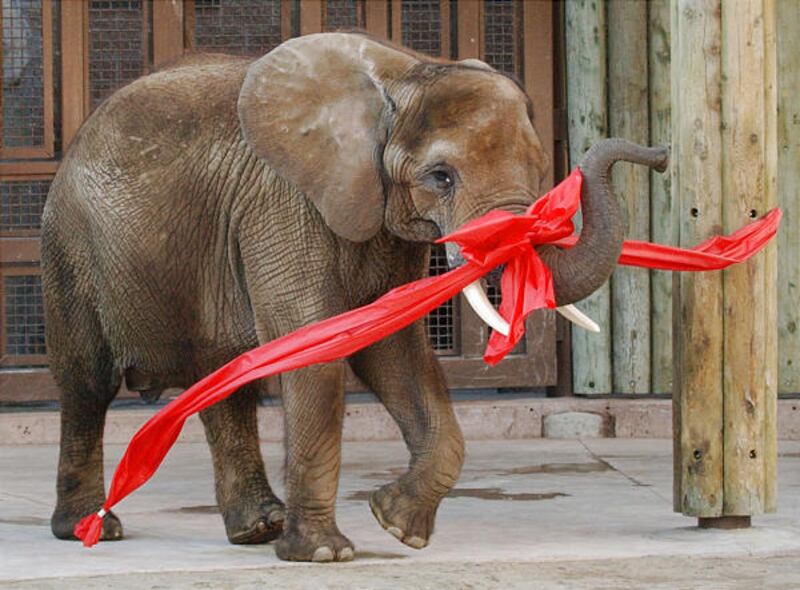 Misha, a female African elephant, breaks a ribbon to officially open Hogle Zoo's Elephant Encounter exhibit in June 2005. Misha died Tuesday.