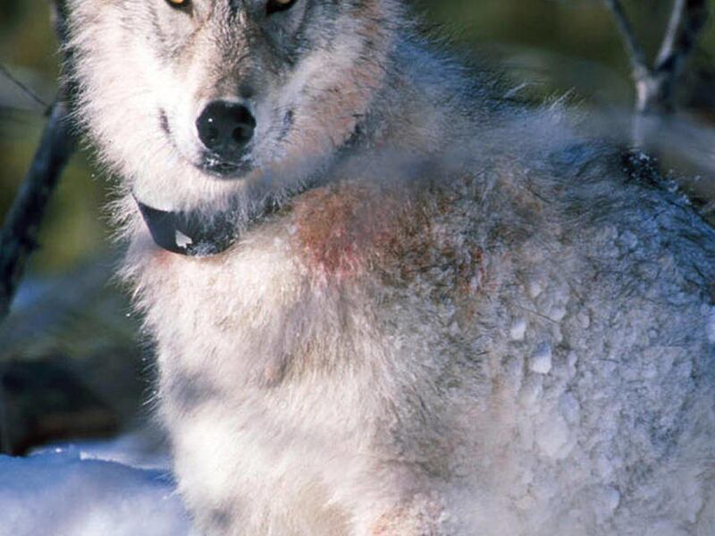 **FILE ** This Jan. 9, 2003 file photo shows a gray wolf watching biologists in Yellowstone National Park in Wyoming, after being captured and fitted with a radio collar. The State of Wyoming and U.S. Dept. of Interior are expected to announce an agreeme