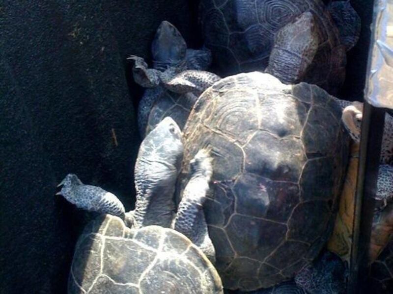A photo provided by the Port Authority of New York and New Jersey shows captured turtles at New York's Kennedy airport Wednesday, June 29, 2011. About 150 turtles crawled onto the tarmac at New York's Kennedy airport Wednesday in search of beaches to lay