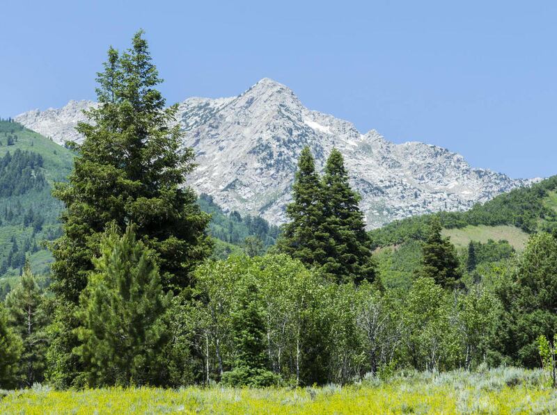 FILE— An area of American Fork canyon north of Tibble Fork reservoir Tuesday, June 23, 2015, where those involved with Protect and Preserve American Fork Canyon understand that a ski gondola might be located. Concerned citizens are working to stop a land
