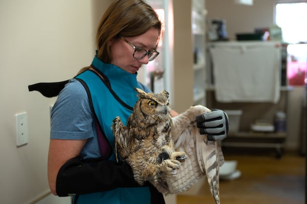 An owl fell into a concrete mixer in southern Utah. Thanks to caregivers, its future is bright