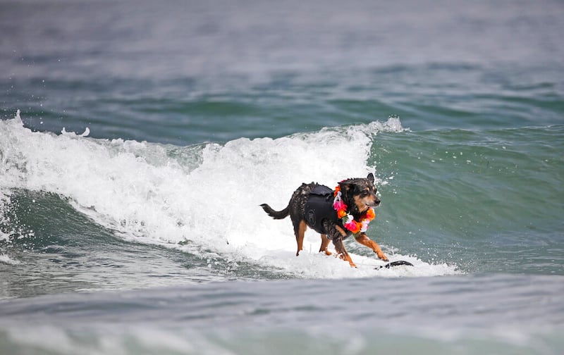 Abbie, a past champion, competes during the annual World Dog Surfing Championships at Linda Mar Beach.