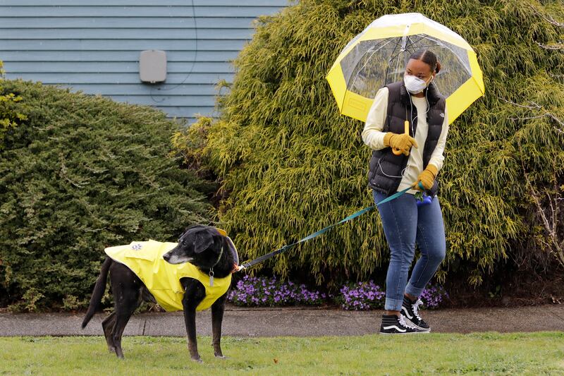 Dog walker Imaj Royster looks back as her charge Hazard is distracted during a stroll on Monday, March 30, 2020, in Seattle.