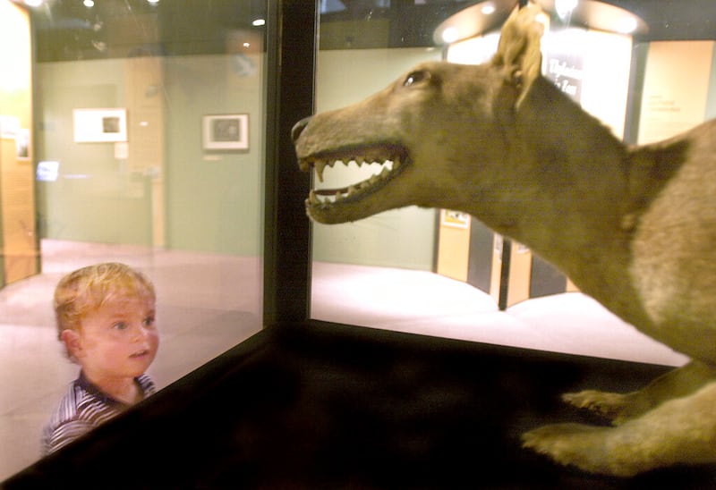 Two-year-old Harry Russell gazes at a stuffed Thylacine, also known as a Tasmanian Tiger, on display at the Australian Museum in Sydney.