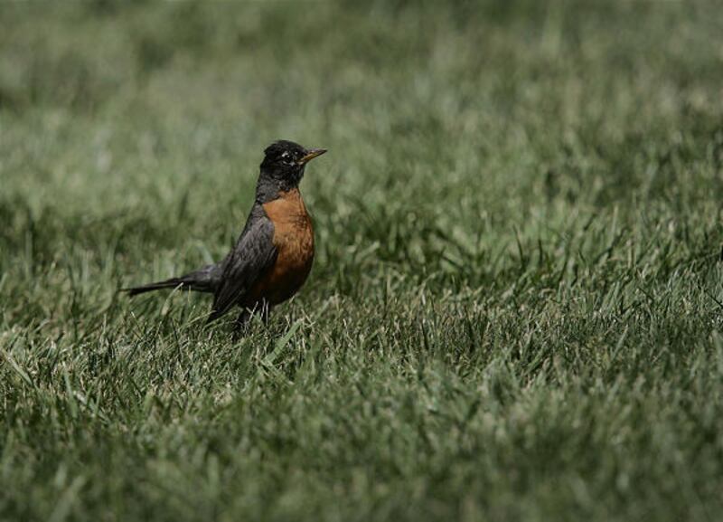 A robin rests in the grass at the Ogden Nature Center in Ogden.
