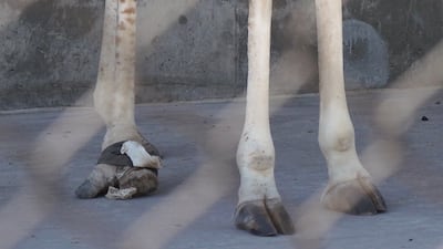 Kipenze broke one toe bone, or claw, many years ago. But the giraffe apparently began shifting her weight to another claw and it led to damage in that one, too.