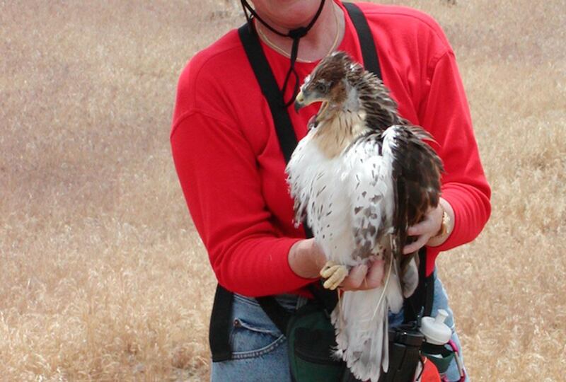 The Bureau of Land Management’s Salt Lake field office is seeking volunteers to help conduct the annual raptor inventory nest survey this spring in northern Utah.