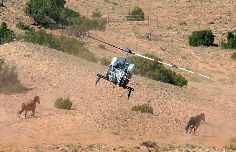 FILE - In a Sept. 3, 2009 file photo, helicopter herds two wild horses towards the corrals during a roundup at the Pryor Mountain Wild Horse Range near Lovell, Wyo. Backing away from a plan to castrate wild stallions that has incensed environmental groups