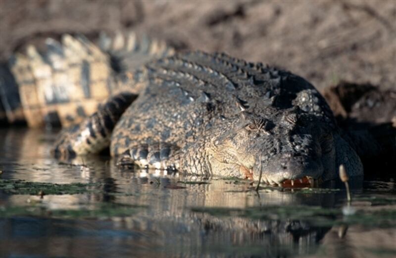 A salt water crocodile is pictured.
