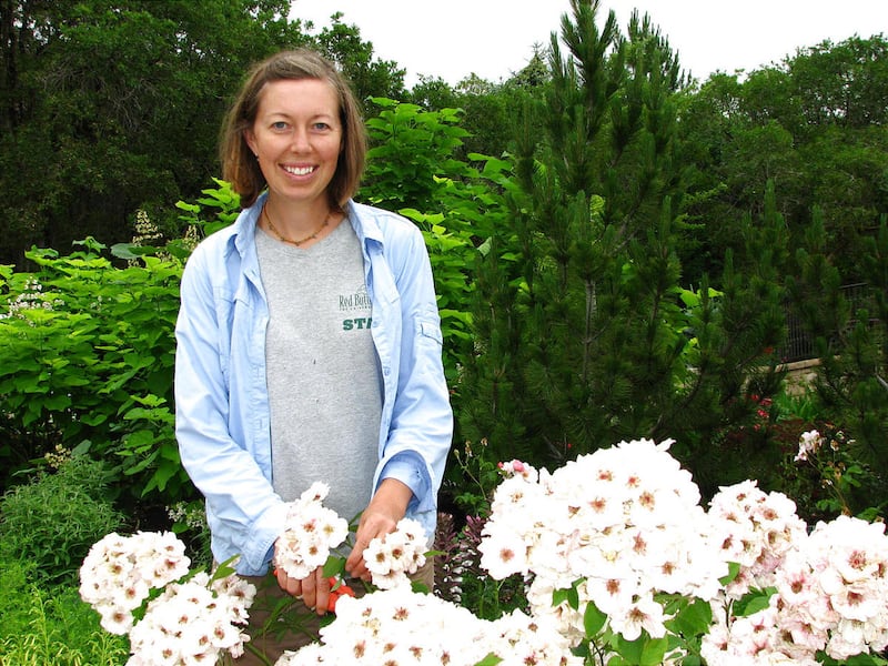 Roses need special care, but they're worth the effort – Deseret News