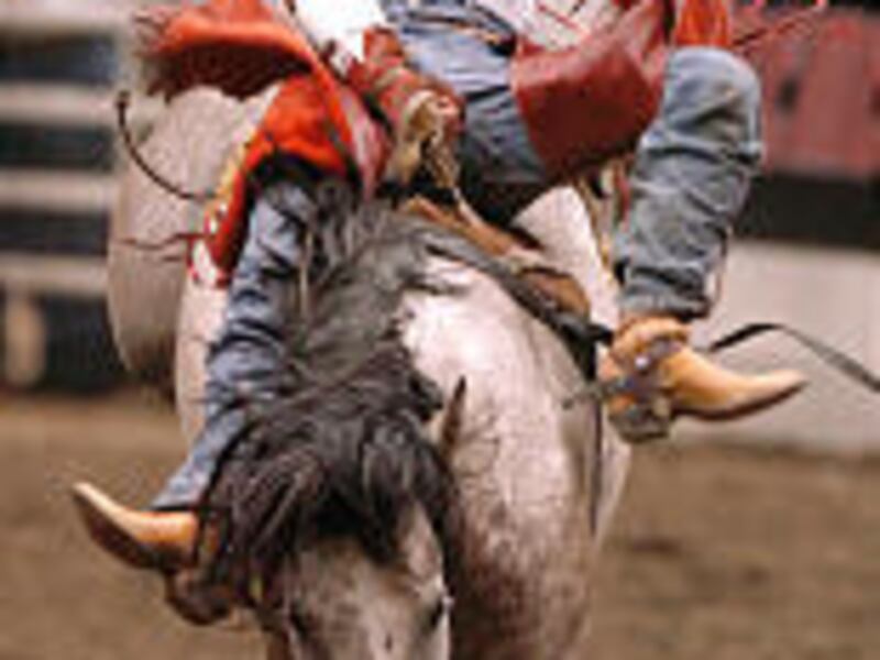 Davey Shields Jr., of Bashaw, Alberta, Canada, rides in the bareback competition at the Days of '47 rodeo last year. The event kicks off tonight at Delta Center.
