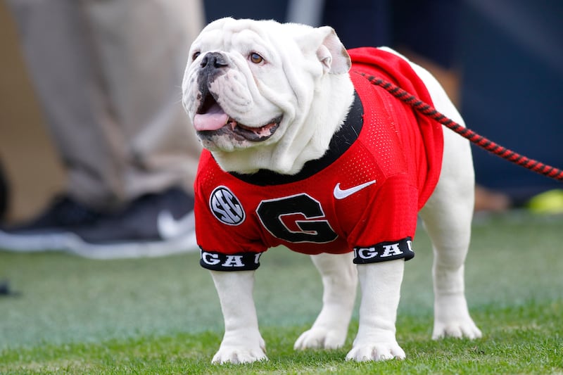Georgia mascot Uga X stands on the sidelines in the second half of a game against Georgia Tech Saturday, Nov. 28, 2015.