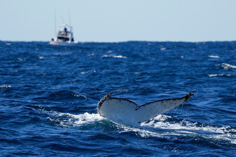 A humpback whale dives off the coast of Port Stephens, Australia.