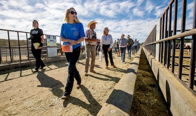 Chelsea Bowen, a Pennsylvania horse trainer, looks at wild horses during an auction at the Wild Horse and Burro Facility in Delta on Friday, Aug. 31, 2018.