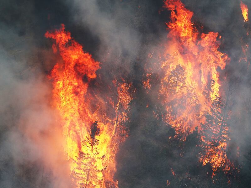 Trees burn in the Coal Hollow Fire on Thursday, Aug. 9, 2018.