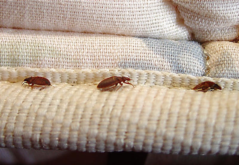 Business meeting planners don’t worry about bedbugs when booking events at a hotel.