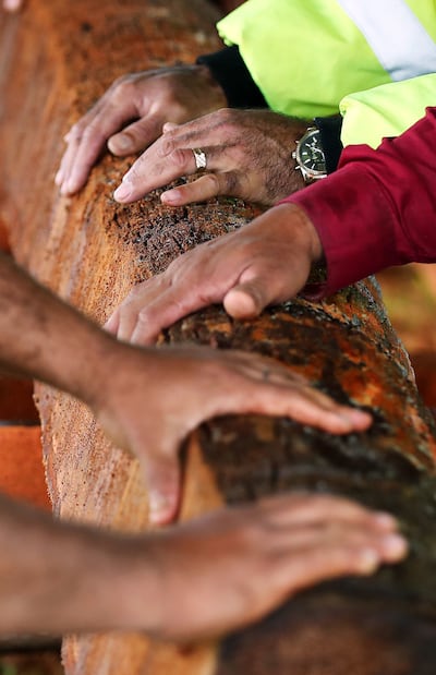 Members of the Nuku'alofa Tonga North Stake cut planks from coconut tree logs in Nuku'alofa, Tonga on Wednesday, May 22, 2019. The coconut trees were blown over during cyclone Gita. The wood will be used to build homes for those who lost homes in the cycl