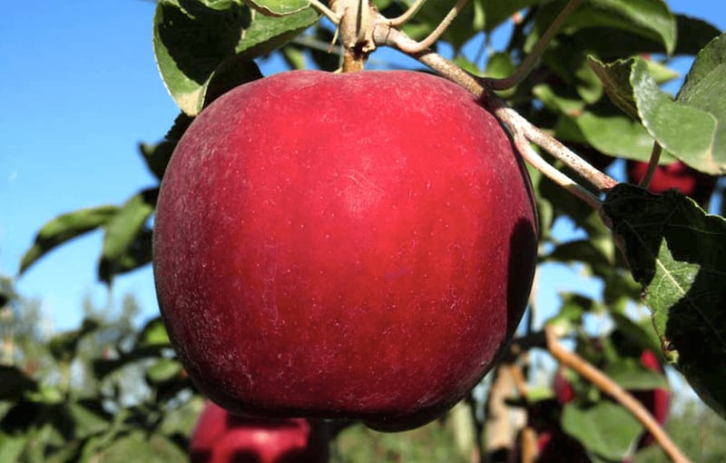 A look at the new Cosmic Crisp apple.