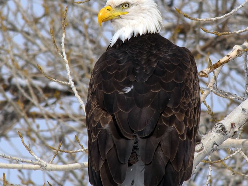 February is the perfect time to view bald eagles in Utah. You can see eagles at five different viewing sites during Bald Eagle Month.
