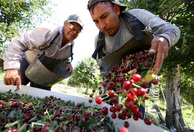 Tony Chacon watches as Joel Sauno empties a bucket of freshly picked cherries at South Shore Farms in Utah.