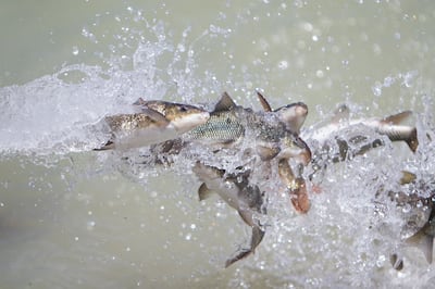 June suckers are released at the edge of Utah Lake at the American Fork Boat Harbor in American Fork on Monday, May 7, 2018.