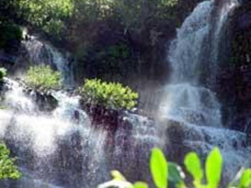 Scout Falls, on the first leg of the Timpanooke Trail, features thundering water and beautiful views. Aspen, wildflowers and wildlife are a treat.