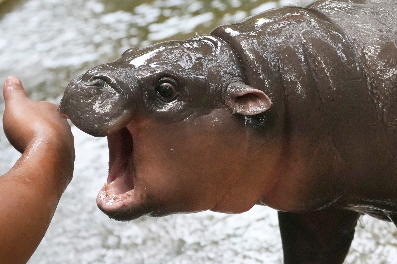How Moo Deng, a baby pygmy hippo, became a global sensation Deseret News
