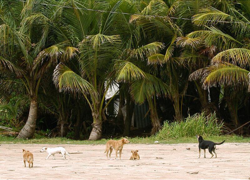 Abandoned dogs are seen on "Dead Dog Beach," an area that has become a dumping ground for unwanted pets in the southeastern town of Yabucoa, Puerto Rico. Many starve or die of disease.