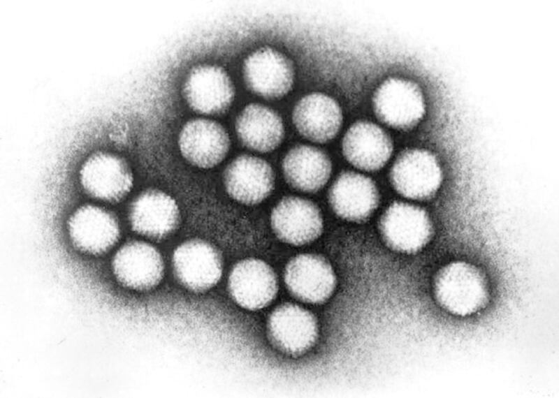 A group of adenovirus virions.