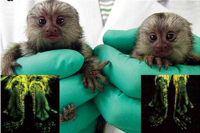 Newborn marmosets Kei, left, and Kou pose, while insets show their feet glowing green when under ultraviolet light.