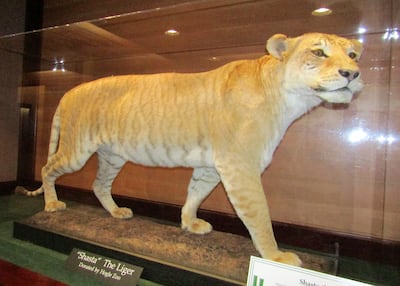 Shasta the liger is photographed on display at the Monte L. Bean Life Science Museum on July 22, 2017.