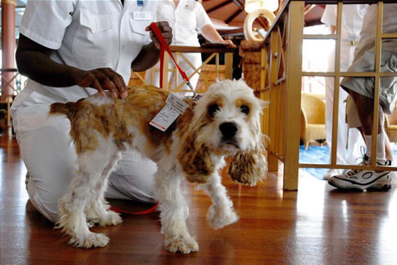 Snickers, an 8-month-old cocker spaniel, is checked over by a Norwegian Cruise Line attendant after being rescued from Fanning Island, where he spent four months after surviving three months at sea.
