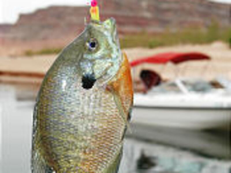 This large bluegill was caught at Lake Powell.