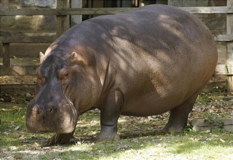 Happy the hippo, the National Zoo's solitary male Nile hippopotamus, could soon be a lot happier. The hippo is heading to the Milwaukee County Zoo, where his new home will include a pool, a sandy beach and two potential girlfriends, Puddles and Patty. Zoo