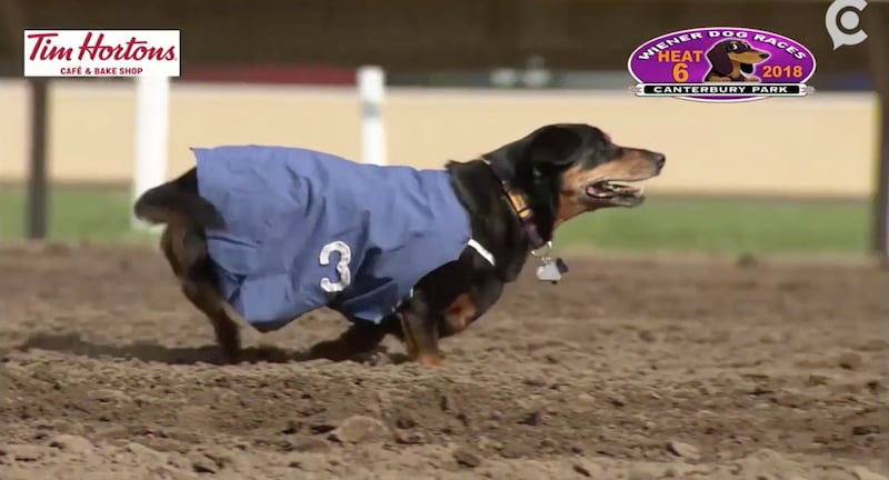 In heat six of a wiener dog race at Canterbury Park in Shakopee, Minnesota, a three-legged dog named Ringo outran his four-legged peers and won first place.