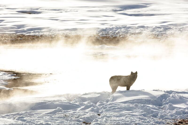 A wolf from the Wapiti Lake pack silhouetted by a nearby hot spring in Yellowstone National Park, Wyoming.