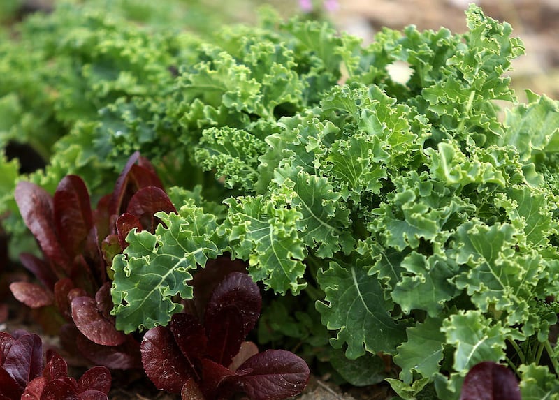 Kale grows at Cannon Greens Community Garden in Salt Lake City in October 2013.