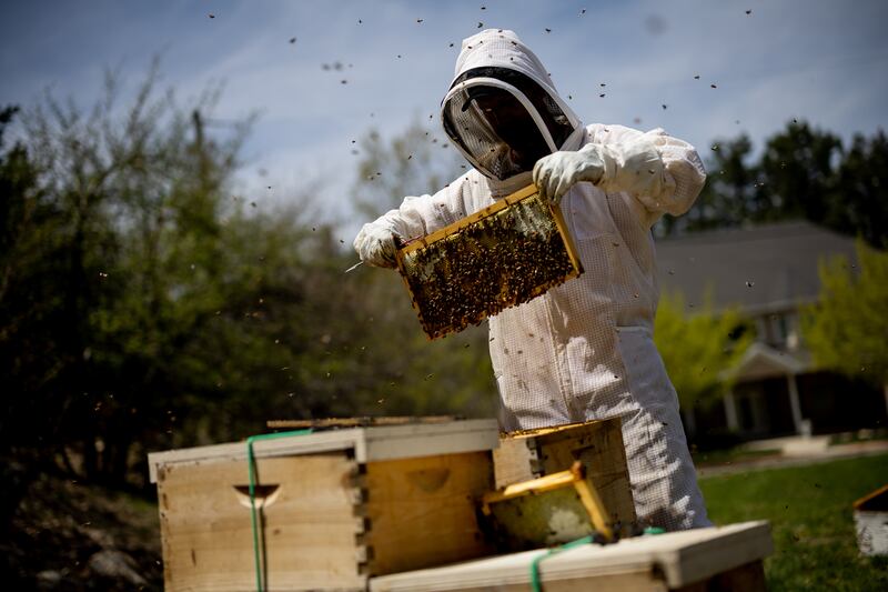 Tom Bench, owner of Hollow Tree Honey, inspects the health of some of his hives in Sandy on May 3, 2023.