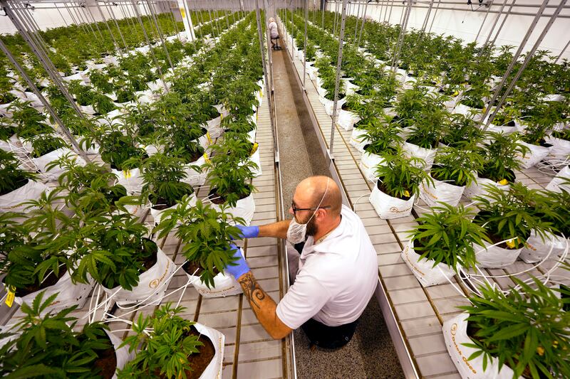 Jeremy Baldwin tags young cannabis plants at a marijuana farm operated by Greenlight, Oct. 31, 2022, in Grandview, Mo.