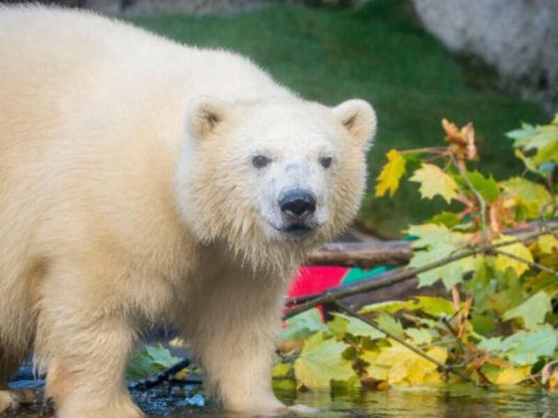 Nora is pictured at the Oregon Zoo. Hogle Zoo announced Tuesday, Sept. 19, that Nora has arrived at the zoo's Rocky Shores exhibit.
