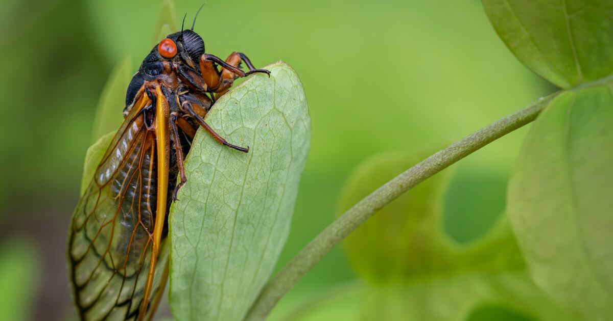 Cicadas will emerge together for the first time in over 200 years ...