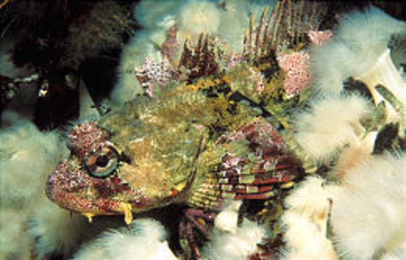 An Irish lord rests among sea anemones near British Columbia in "Deep Sea 3D." The 3-D process actually enhances the viewing experience.