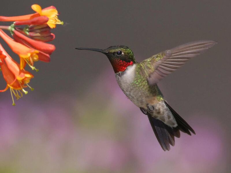 In this June 10, 2008 photo provided by Terry Sohl, a male Ruby-throated hummingbird feeds at a honeysuckle plant, in Brandon, S.D. Ruby-throated hummingbirds are migrating to North America weeks earlier than in decades past, and research indicates that