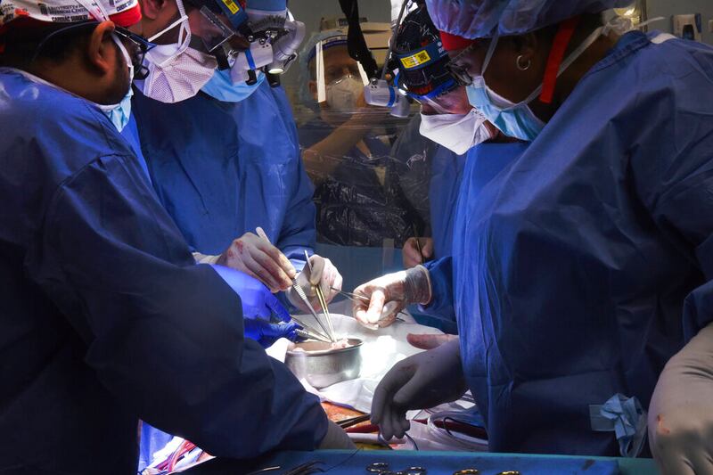 Members of the surgical team perform the transplant of a pig heart.