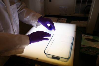 Research faculty member Laura Hoffman and senior research specialist Christ Jensen work in the Beckerly Lab at the Huntsman Cancer Institute in Salt Lake City on Thursday, Jan. 10, 2019.