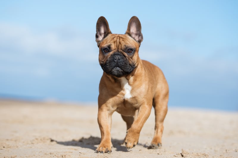 A French bulldog walks on the beach.