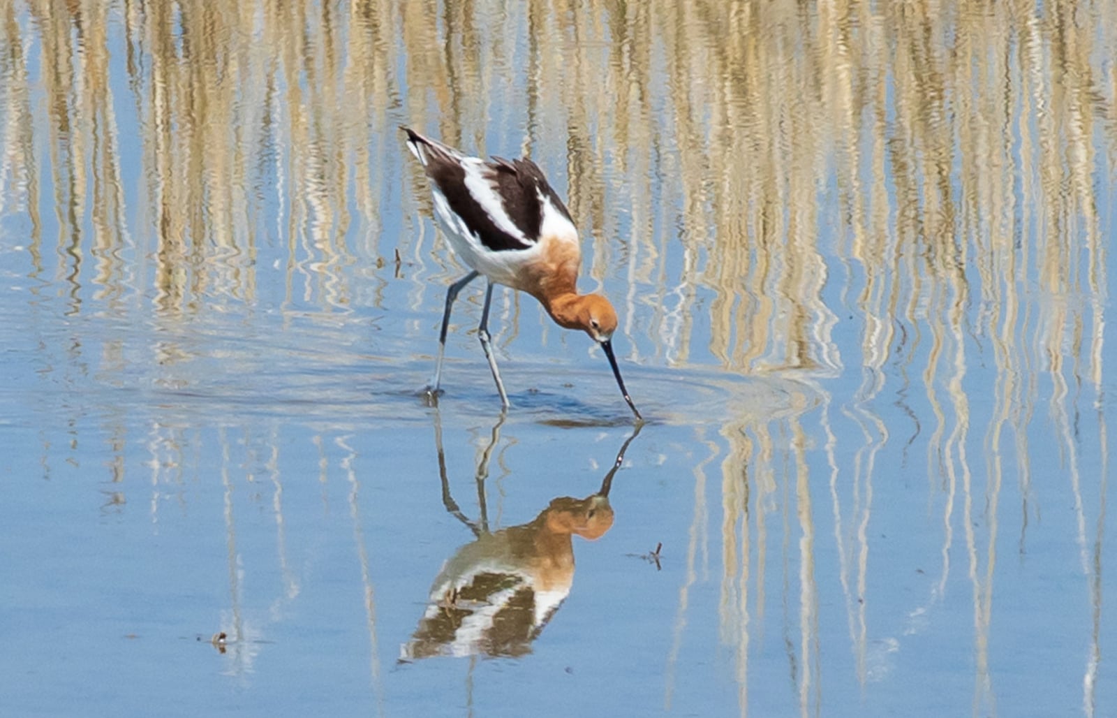 Utah plans to adjust wildlife management area access. Here’s what is ...