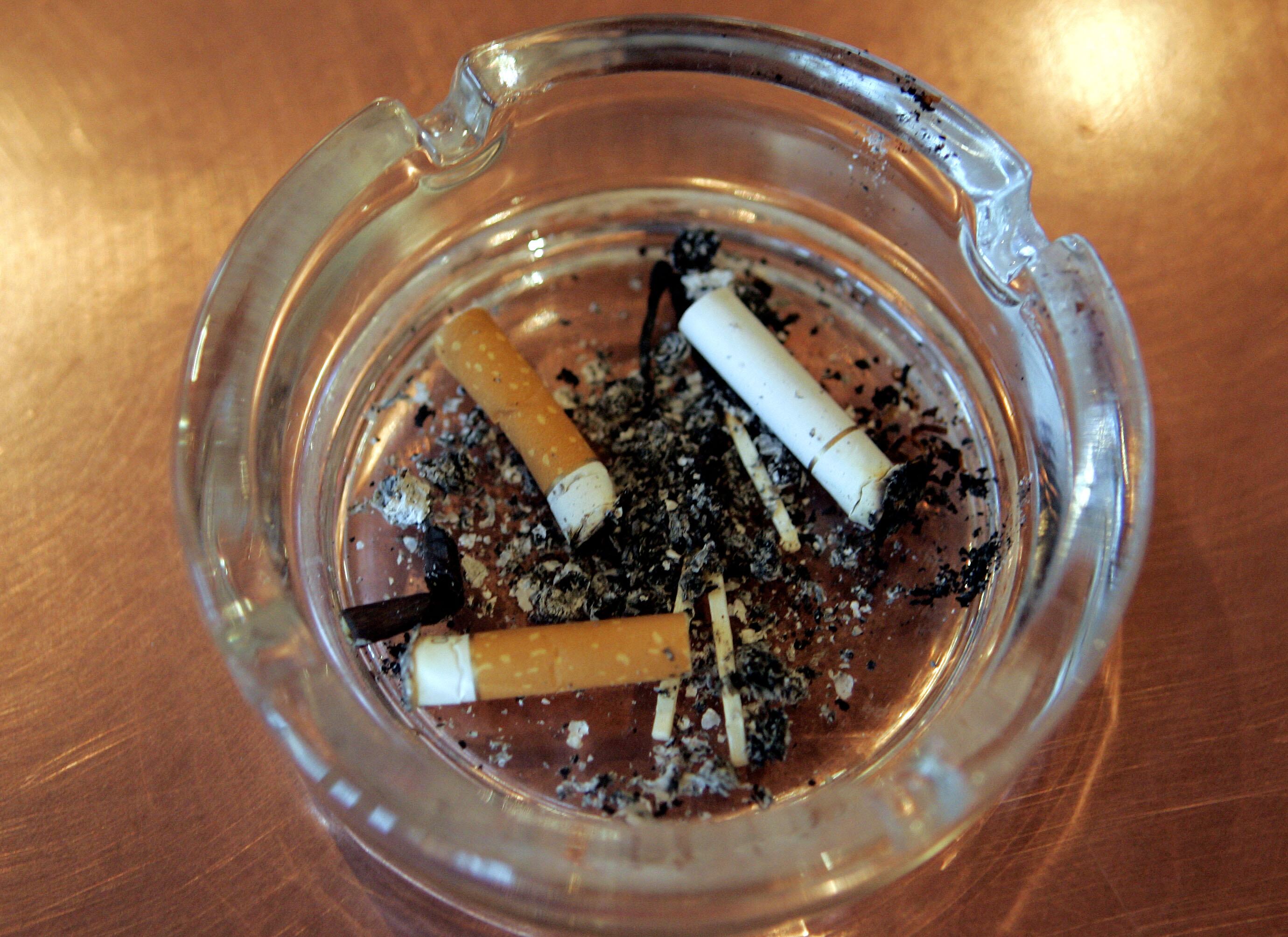 golden burley tobacco seeds Tobacco - Golden Burley golden burley tobacco seeds Tobacco - Golden Burley
