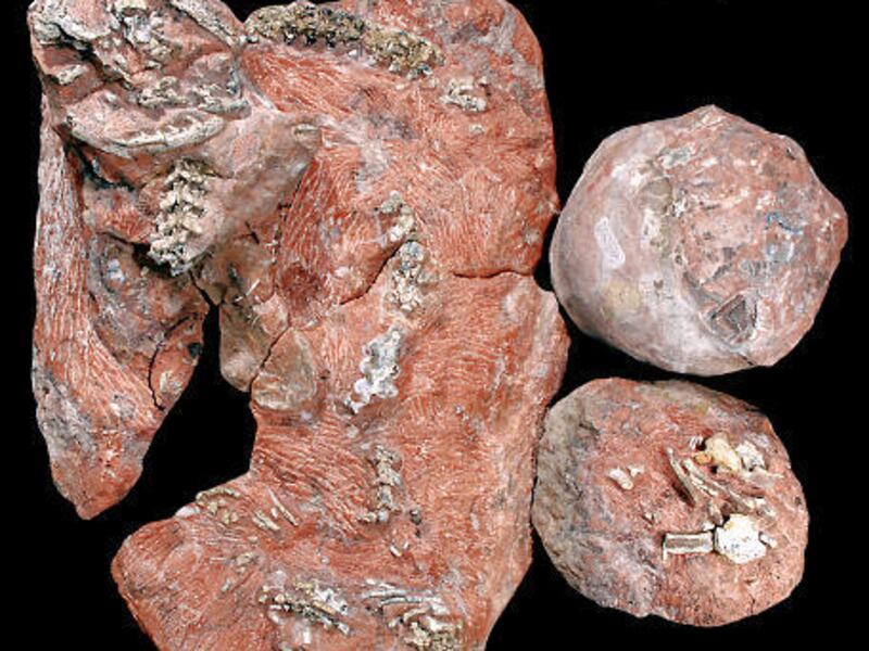 Blocks preserving the snake Sanajeh indicus in association with a partial clutch of three sauropod eggs and a sauropod hatchling.